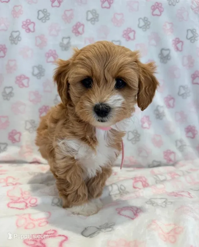 Bella – Maltipoo puppy for sale in Indianapolis, IN