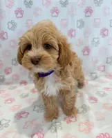 Tim, a male Maltipoo for sale in Indianapolis, IN – 3 of 3