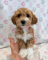 Bella, a female Maltipoo for sale in Indianapolis, IN – 3 of 4