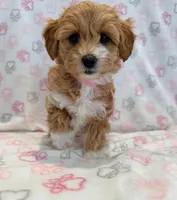 Bella, a female Maltipoo for sale in Indianapolis, IN – 2 of 4