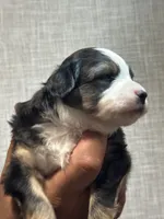 processed/73819afb-aa93-43a7-bed8-ff0d7b30175c/listing/1f338550-eef9-4ae4-9363-b697542ed3d9/985680cf-06c1-4925-822d-f8338dcbc3b4