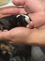 processed/73819afb-aa93-43a7-bed8-ff0d7b30175c/listing/1f338550-eef9-4ae4-9363-b697542ed3d9/a8588e16-c6f9-417a-863e-aabc867d2c93