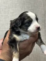 processed/73819afb-aa93-43a7-bed8-ff0d7b30175c/listing/1f338550-eef9-4ae4-9363-b697542ed3d9/cefb54ed-cfaf-47a2-9eba-ce068c4c401f