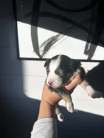 processed/73819afb-aa93-43a7-bed8-ff0d7b30175c/listing/1f338550-eef9-4ae4-9363-b697542ed3d9/e71b288f-de93-46dd-b9d3-1642d43a5b6e