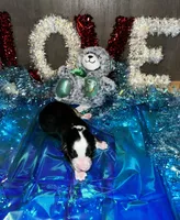 processed/73819afb-aa93-43a7-bed8-ff0d7b30175c/listing/1f338550-eef9-4ae4-9363-b697542ed3d9/e92fb4ef-d99e-48f7-99ff-195eda23dd81