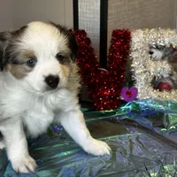 Male1, a male Miniature American Shepherd for sale in Julian, CA – Photo 5 of 6