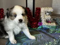 Blue 2, a male Miniature American Shepherd for sale in San Diego, CA – Photo 1 of 10