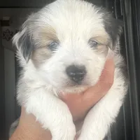 Male1, a male Miniature American Shepherd for sale in Julian, CA – Photo 4 of 6