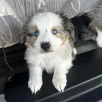 Male1, a male Miniature American Shepherd for sale in Julian, CA – Photo 2 of 6