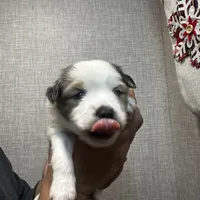 Male1, a male Miniature American Shepherd for sale in Julian, CA – Photo 6 of 6