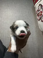 processed/73819afb-aa93-43a7-bed8-ff0d7b30175c/listing/f95aa676-bb14-4da7-be51-d7d3b9425186/b7126c8f-5657-4713-b8df-e9905ea3d57a