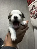 processed/73819afb-aa93-43a7-bed8-ff0d7b30175c/listing/f95aa676-bb14-4da7-be51-d7d3b9425186/e65dc95d-b491-43f8-ae79-9ec8f78f9e0b