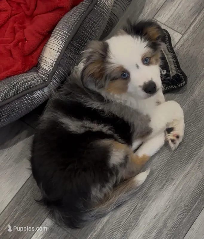 Male1 – Miniature American Shepherd puppy for sale in Julian, CA