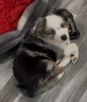 Male1, a male Miniature American Shepherd for sale in Julian, CA – Photo 1 of 6