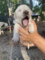 AKC Yellow Lab, a male Labrador Retriever for sale in Smithfield, NC – 2 of 5