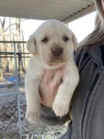 AKC Yellow Lab, a male Labrador Retriever for sale in Smithfield, NC – 3 of 5