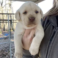 AKC Lab Puppy, a female Labrador Retriever for sale in Smithfield, NC – Photo 4 of 4