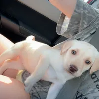 AKC Lab Puppy, a female Labrador Retriever for sale in Smithfield, NC – Photo 2 of 4