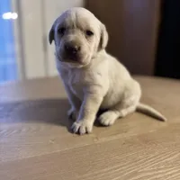 AKC Lab Puppy, a female Labrador Retriever for sale in Smithfield, NC – Photo 3 of 4