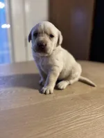 AKC Lab Puppy, a female Labrador Retriever for sale in Smithfield, NC – Photo 3 of 4