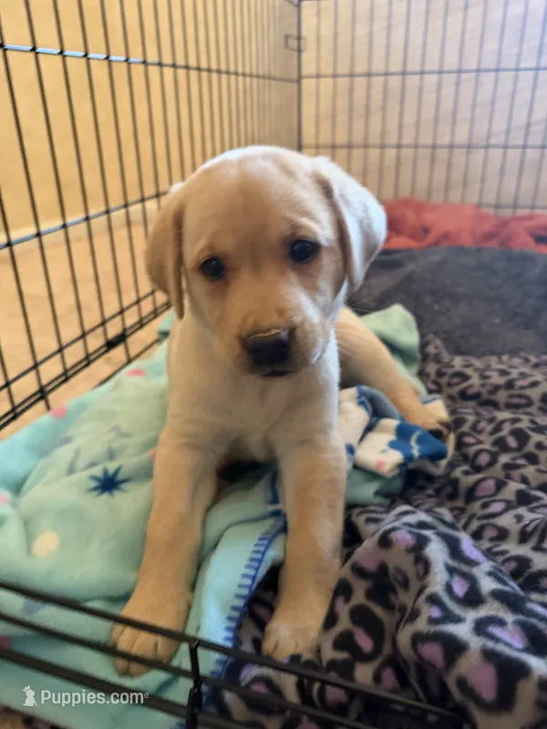 AKC Lab Puppy