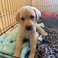 AKC Lab Puppy, a female Labrador Retriever for sale in Smithfield, NC – Photo 1 of 4