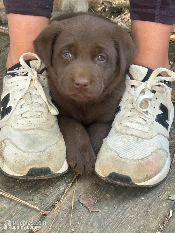 Chocolate Lab, a male Labrador Retriever for sale in Smithfield, NC – 1 of 3