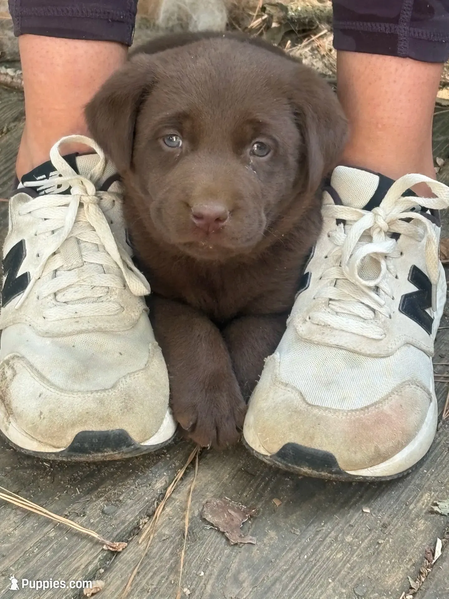 Chocolate Lab, a male Labrador Retriever for sale in Smithfield, NC – 1 of 3