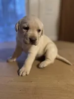 AKC Yellow Lab Puppy, a female Labrador Retriever for sale in Smithfield, NC – Photo 3 of 4