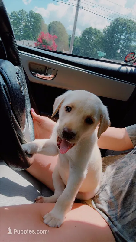 AKC Yellow Lab Puppy