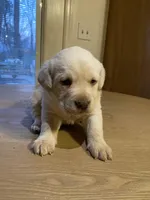 AKC Yellow Lab Puppy, a female Labrador Retriever for sale in Smithfield, NC – Photo 4 of 4