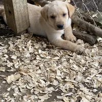 AKC Lab, a female Labrador Retriever for sale in Smithfield, NC – Photo 1 of 5