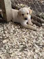 AKC Lab, a female Labrador Retriever for sale in Smithfield, NC – Photo 1 of 5