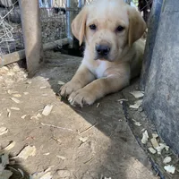 AKC Lab, a female Labrador Retriever for sale in Smithfield, NC – Photo 3 of 5