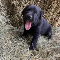 AKC Lab, a female Labrador Retriever for sale in Smithfield, NC – Photo 4 of 5