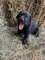 AKC Lab, a female Labrador Retriever for sale in Smithfield, NC – Photo 4 of 5