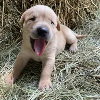 AKC Lab, a female Labrador Retriever for sale in Smithfield, NC – Photo 5 of 5