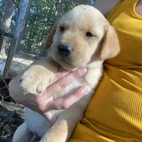 AKC Lab, a female Labrador Retriever for sale in Smithfield, NC – Photo 2 of 5