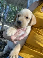 AKC Lab, a female Labrador Retriever for sale in Smithfield, NC – Photo 2 of 5