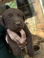 Chocolate Lab, a male Labrador Retriever for sale in Smithfield, NC – 3 of 3