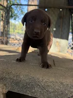 Chocolate Lab, a male Labrador Retriever for sale in Smithfield, NC – 2 of 3