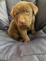AKC Chocolate Lab, a female Labrador Retriever for sale in Smithfield, NC – Photo 3 of 3