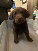 AKC Chocolate Lab, a female Labrador Retriever for sale in Smithfield, NC – Photo 2 of 3