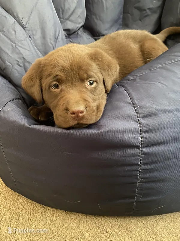 AKC Chocolate Lab