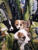 Corgi Puppy, a female Pembroke Welsh Corgi for sale in Smithfield, NC – Photo 2 of 3