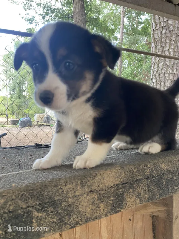 Corgi Puppy