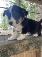 Corgi Puppy, a female Pembroke Welsh Corgi for sale in Smithfield, NC – Photo 1 of 3