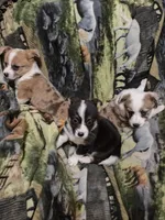 Corgi Puppy, a female Pembroke Welsh Corgi for sale in Smithfield, NC – Photo 3 of 3