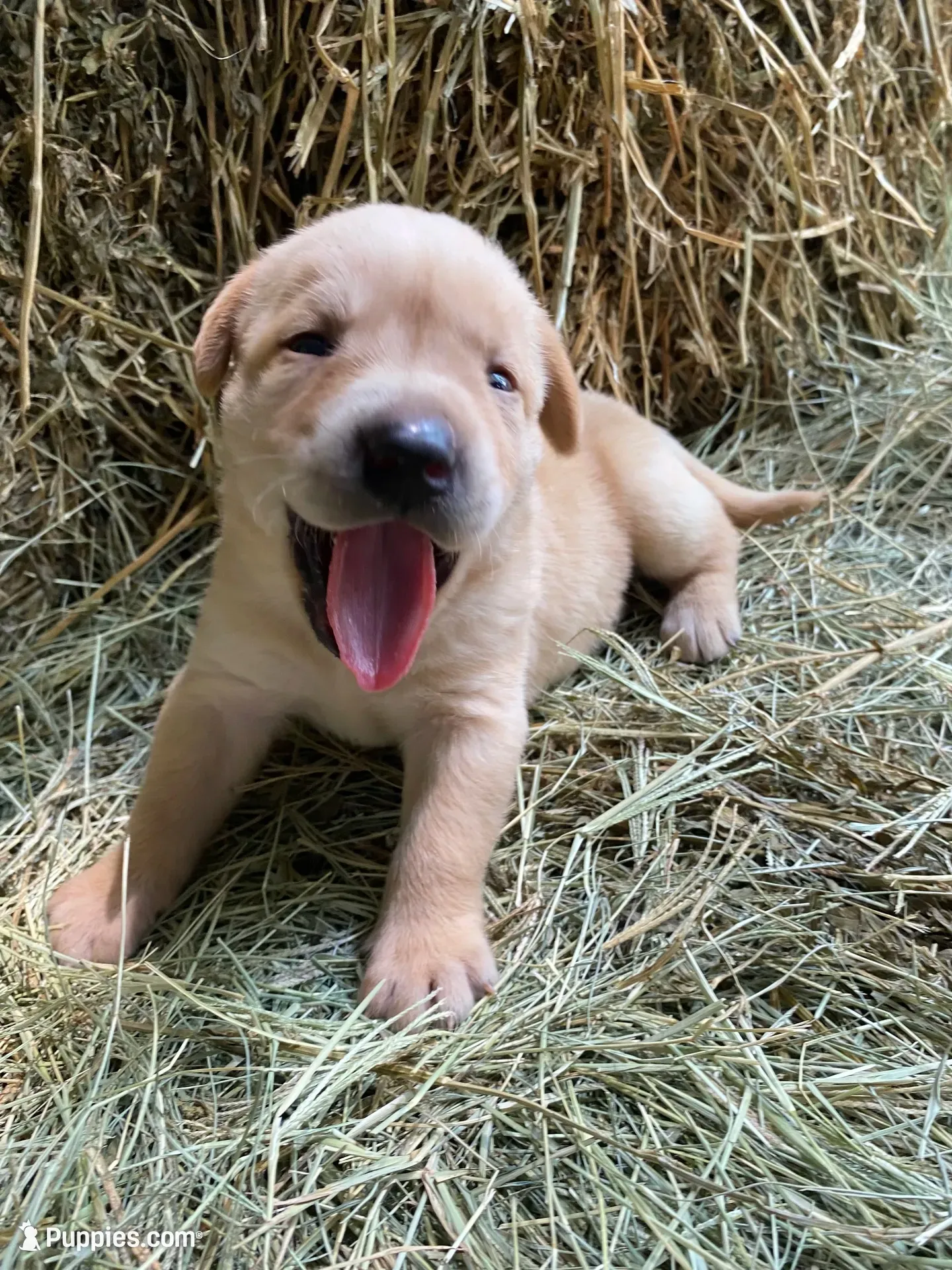 AKC Yellow Lab, a male Labrador Retriever for sale in Smithfield, NC – 1 of 5