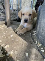 AKC Yellow Lab, a male Labrador Retriever for sale in Smithfield, NC – 4 of 5